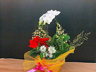 胡蝶蘭と花