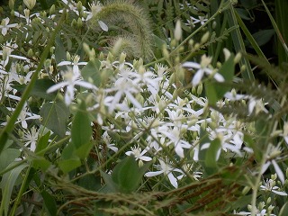 浜菊